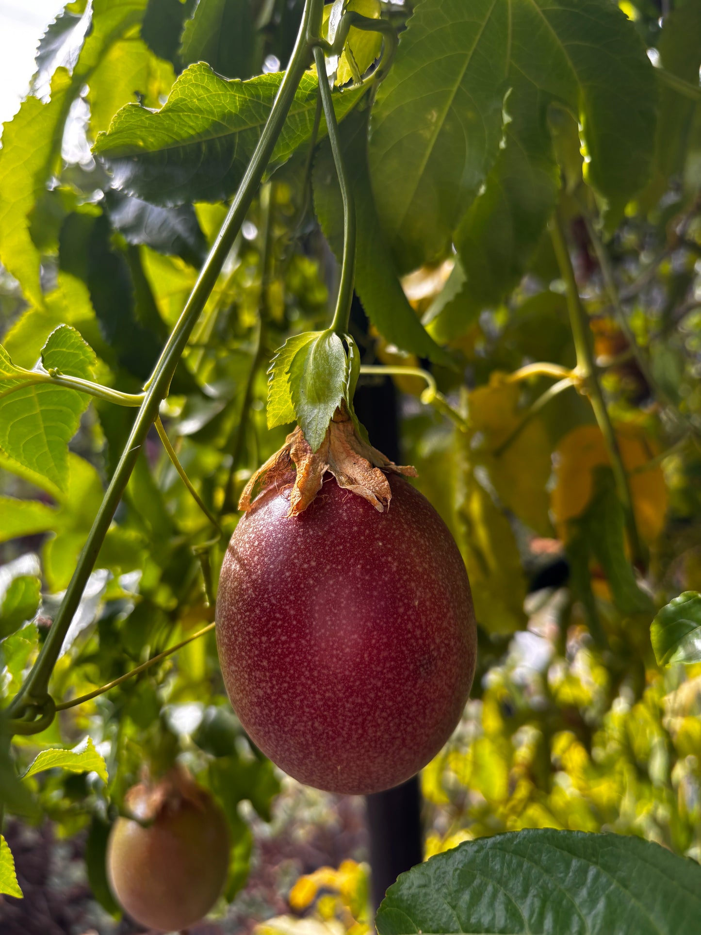 Homegrown Passionfruits (6 fruits)