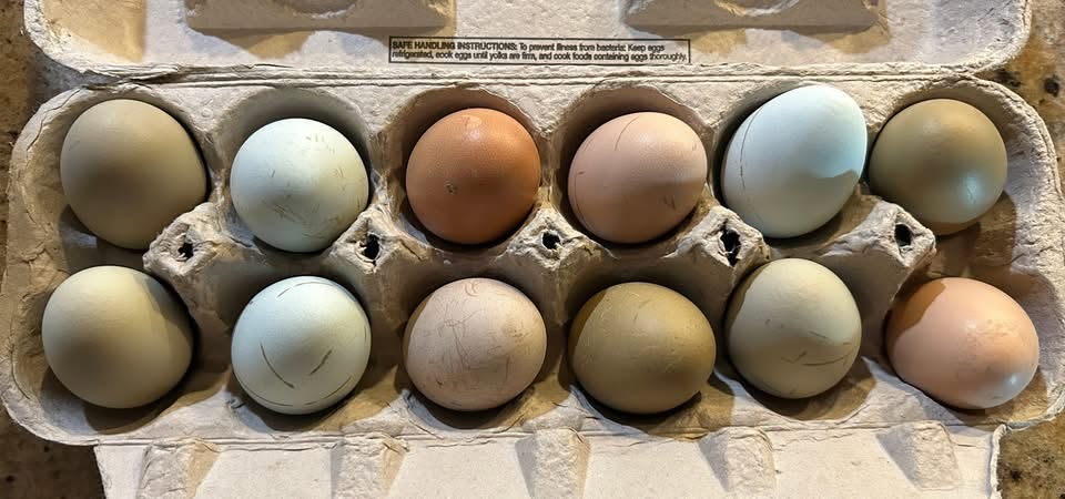Farm Fresh Eggs